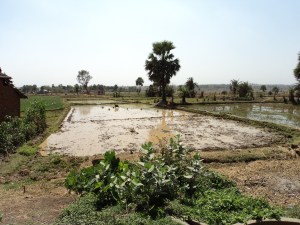 Rice Field Irrigated