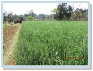 2nd Crop Ready To Harvest