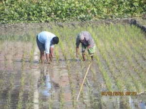 Men planting rice near new village