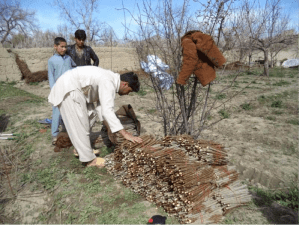 Afghanistan (plantings) 