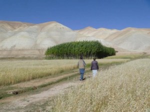 Poplar Field Grove Valley - distant