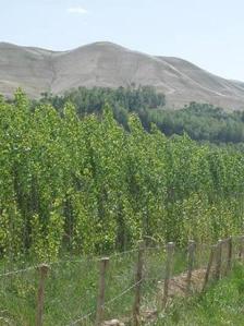 Valley of Al ... Poplar Grove