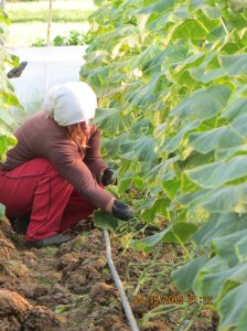 Woman Prunning In Greenhouse In Village Of Albania