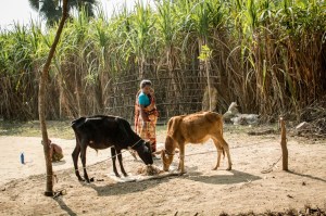 field-crops-woman-livestock