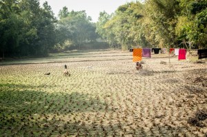 Plantings(dry field)
