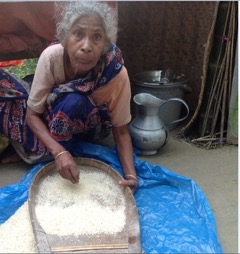 Rice-culling from Bony-GHNI-Bangladesh Team Distribution