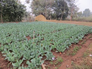 2 crops annually of tomatoes/cabbage and 1 of rice ... amazing!