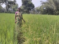 Woman in rice field